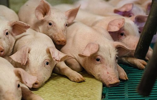 Kleine Ferkel kuscheln sich aneinander.