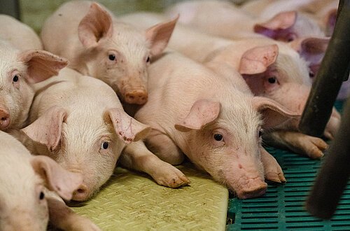 Kleine Ferkel kuscheln sich aneinander.